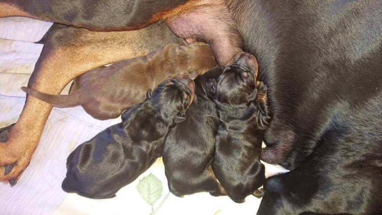 Доберман щенок новорожденный