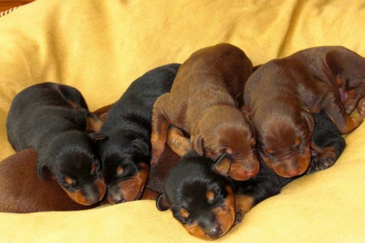 Щенок добермана 1 месяц