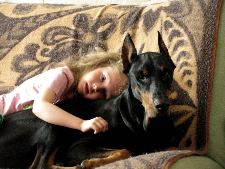 Новорожденных доберманов