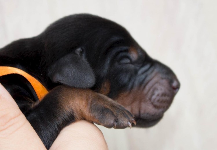 Доберман щенок новорожденный