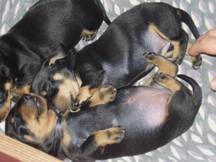 Карликовый пинчер щенки