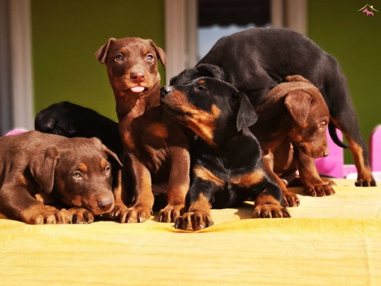 Щенок добермана в коробке