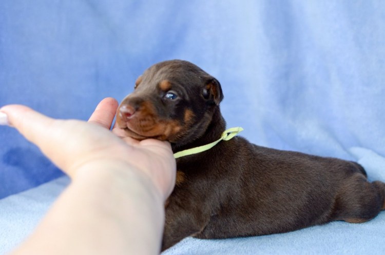 Новорожденные щенки