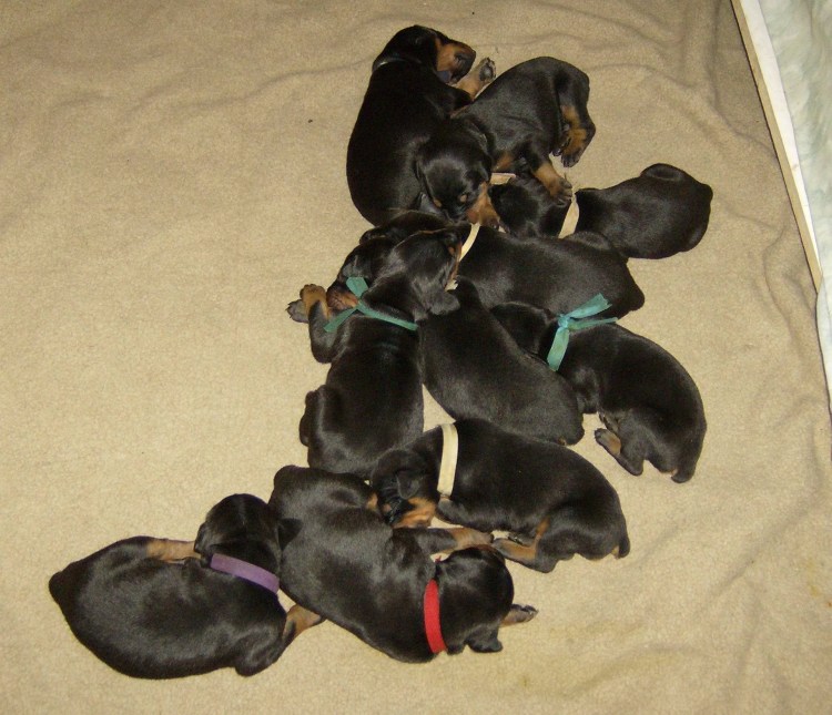 Доберман щенок новорожденный