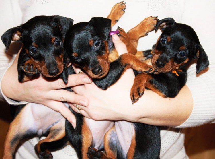 Доберман щенок