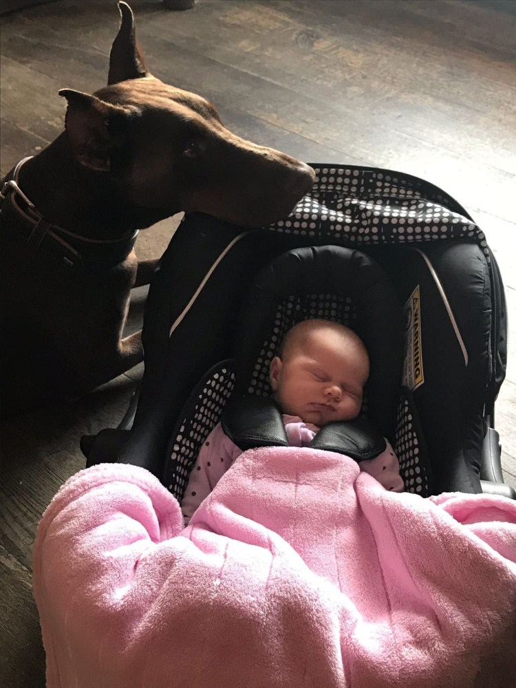 Милые щеночки доберманов