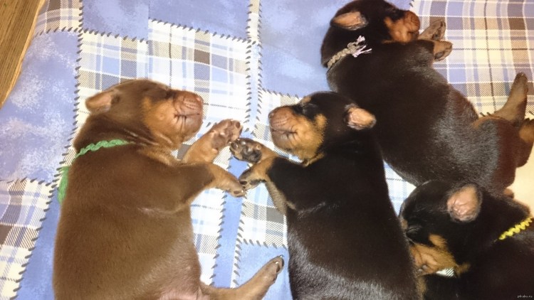 Доберман малыш