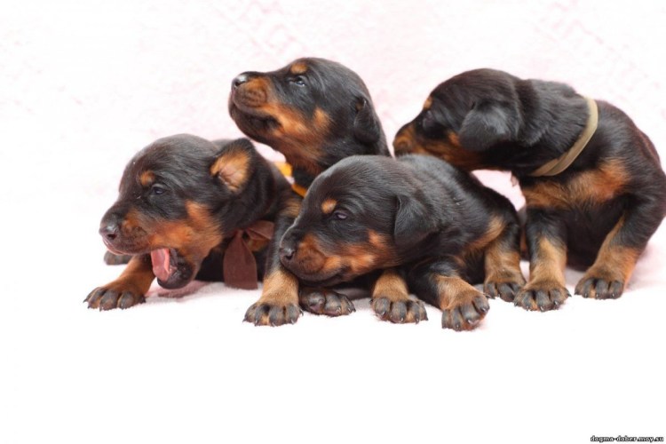 Доберман с щенками новорожденными
