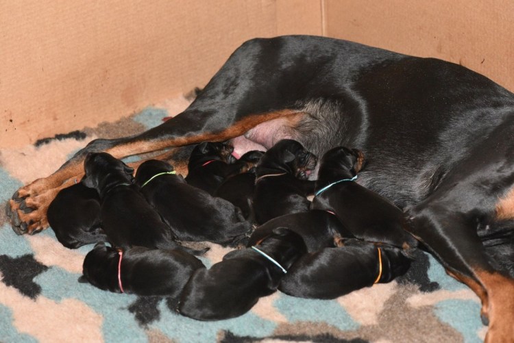 Беременные Доберманы