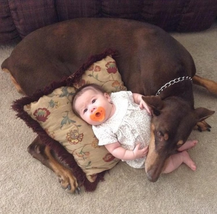 Доберман и Йорк