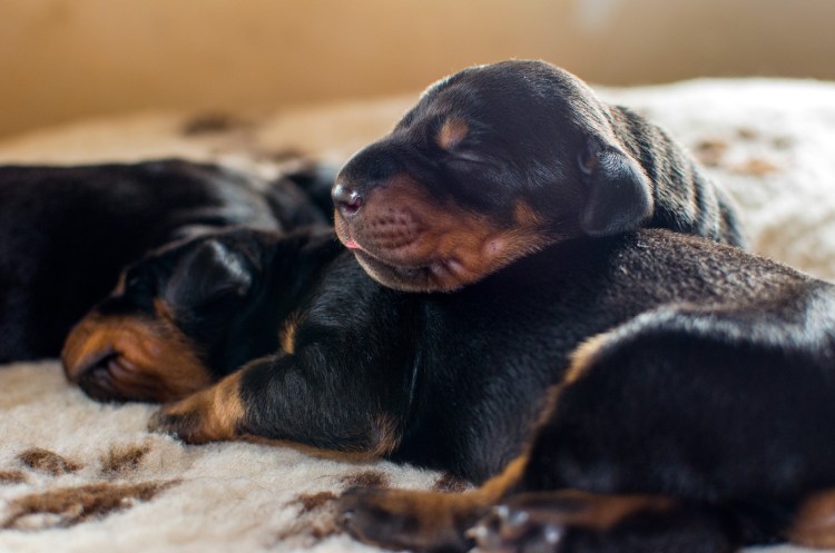Новорожденные щенки