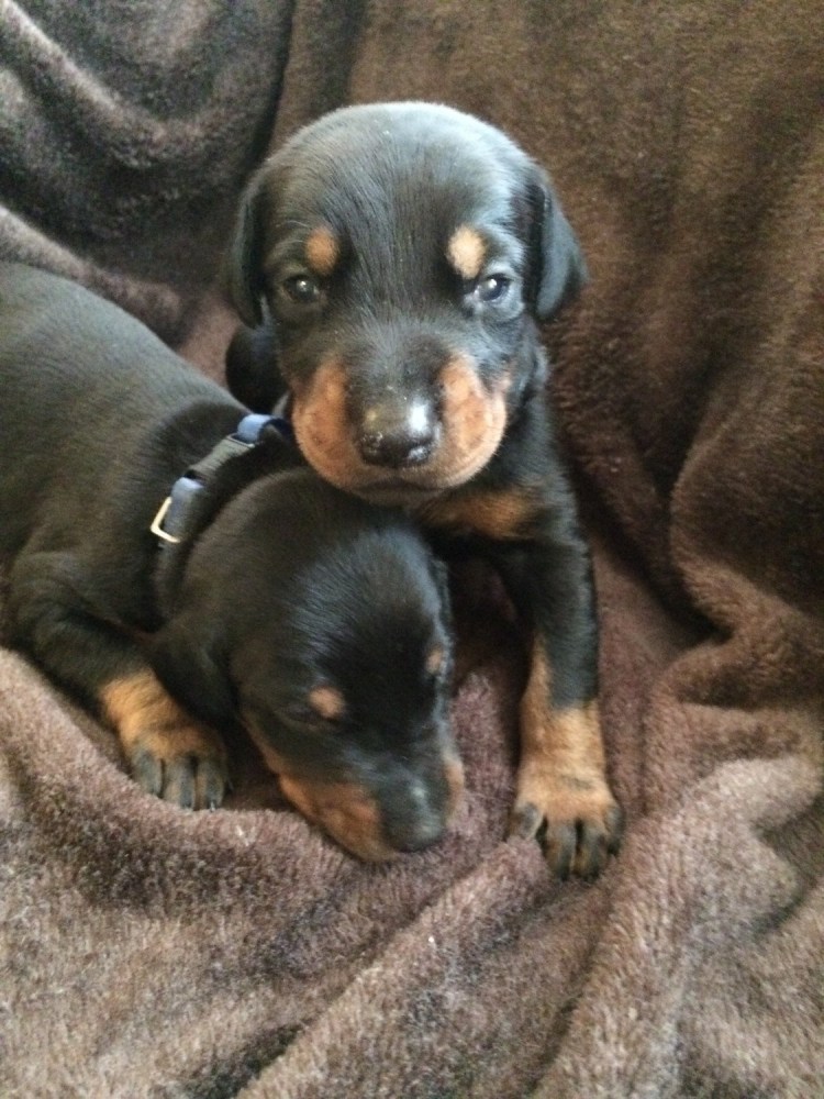 Доберман и кролик