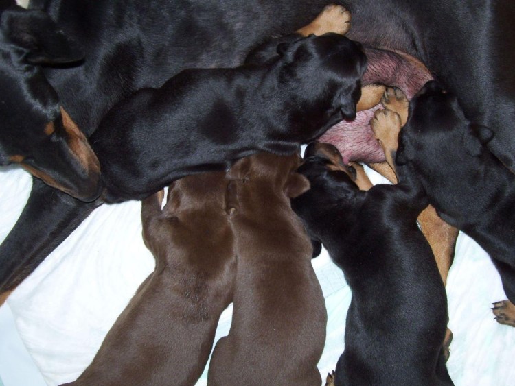Беременность добермана