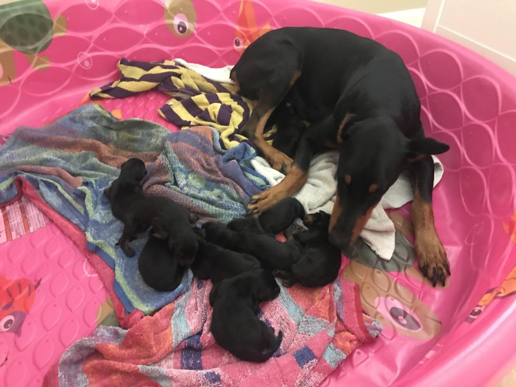 Канье Кормса новорожденный щенок