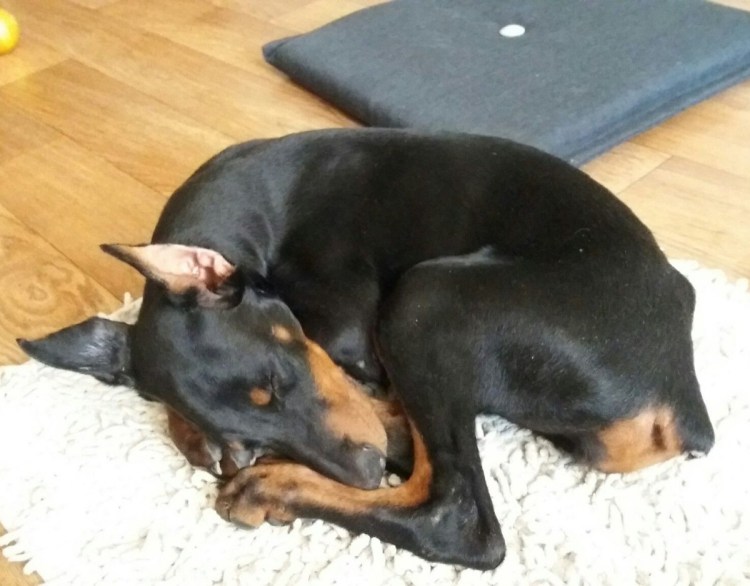 Доберман и дети