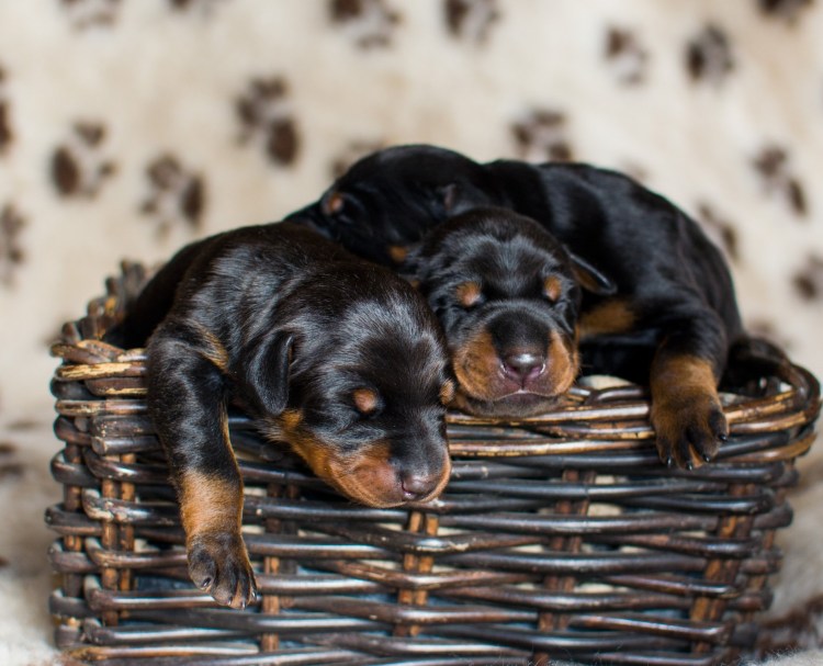 Доберман щенок 4 дня