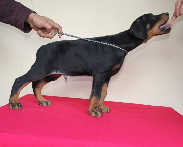 Спящий щенок добермана