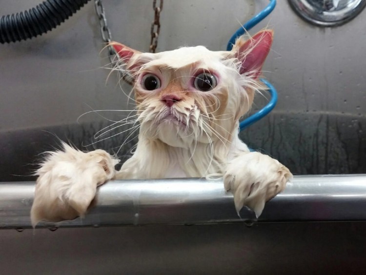 Промокший кот