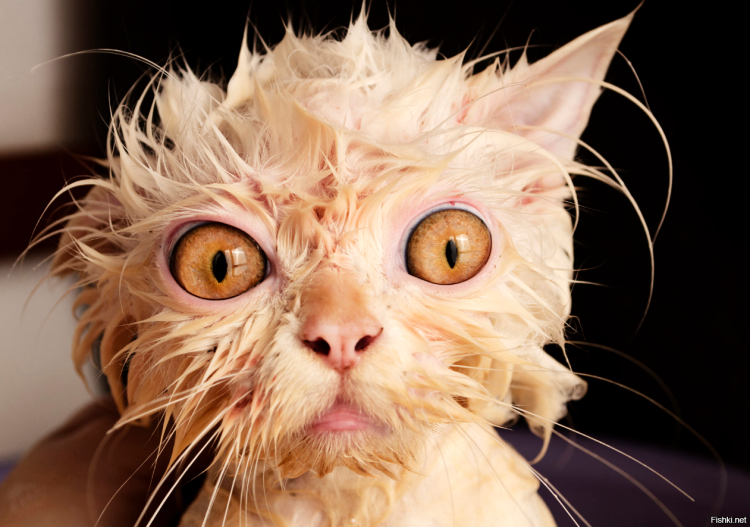 Мокрая кошка