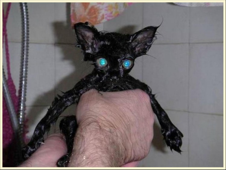 Мокрый облезлый кот