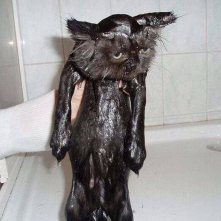 Мокрый кот