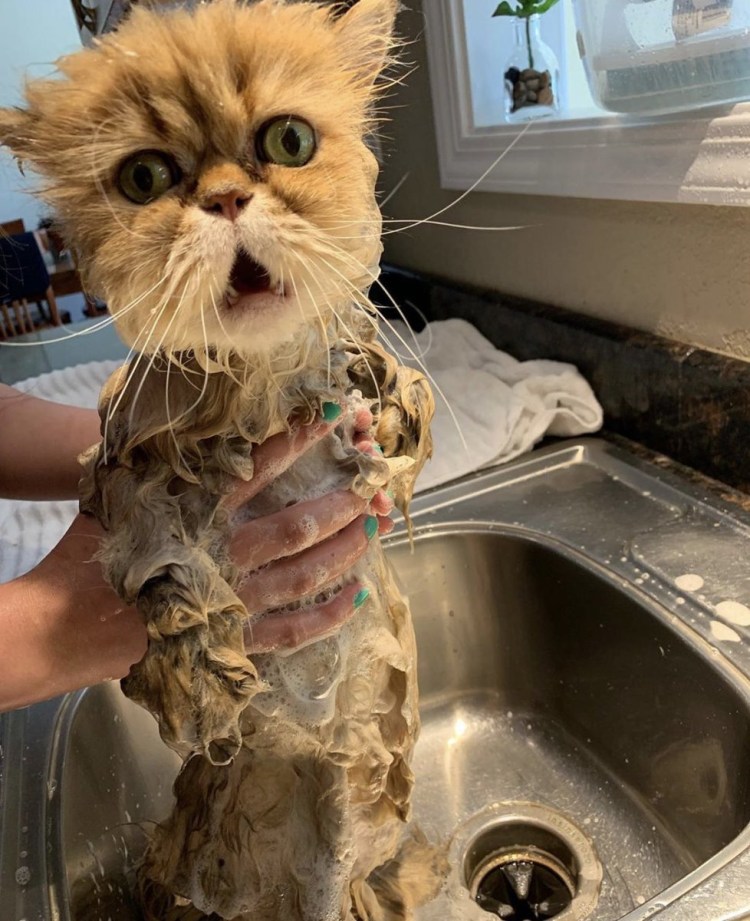 Котик в ванне