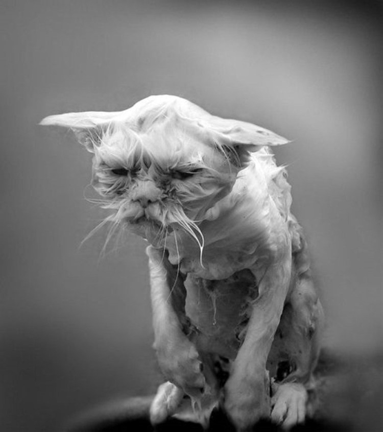 Мокрые коты