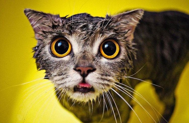 Мокрые коты