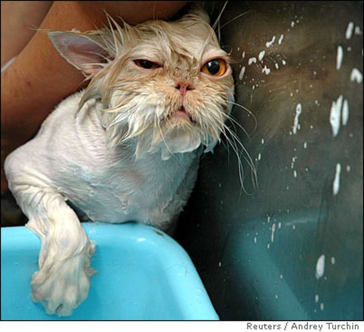 Мокрая кошка фото