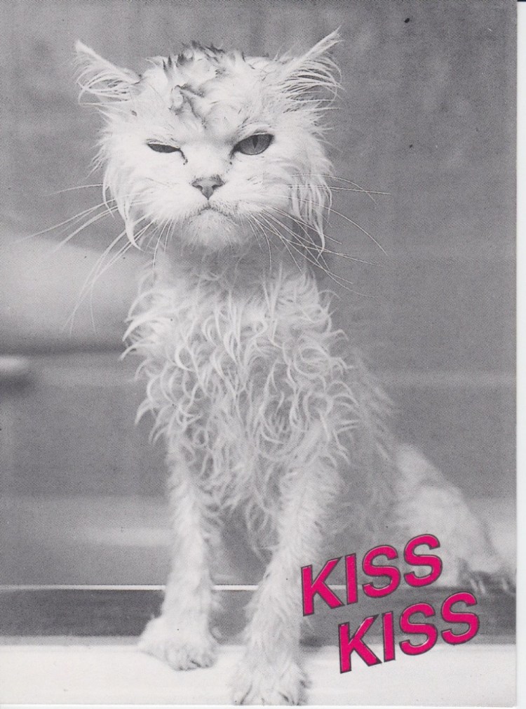 Смешной мокрый кот