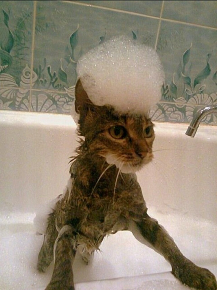 Котик в шапочке для душа