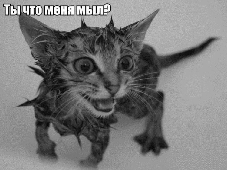 Мокрая кошка