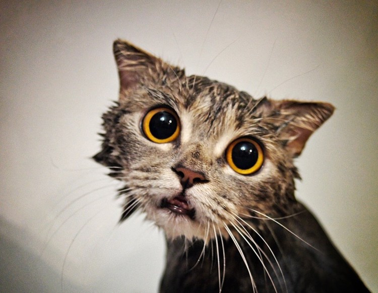 Мокрые звери