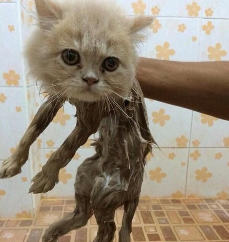 Чумазый котенок