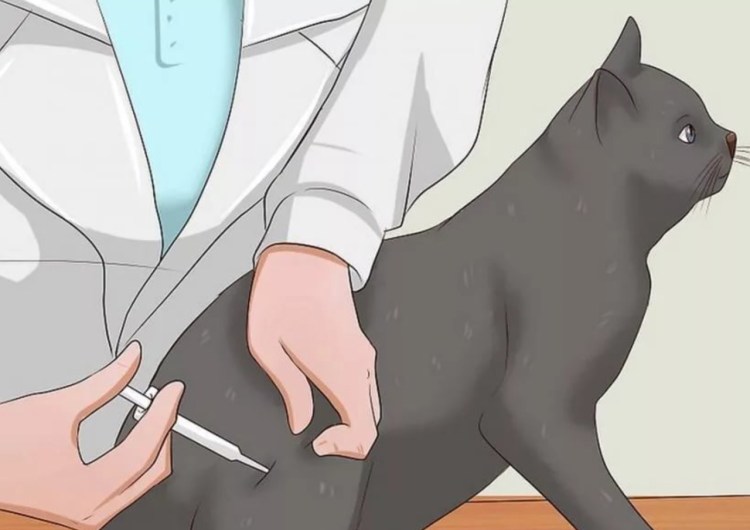 Как сделать укол коту внутримышечно