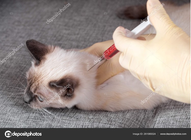 Как держать кота при уколе