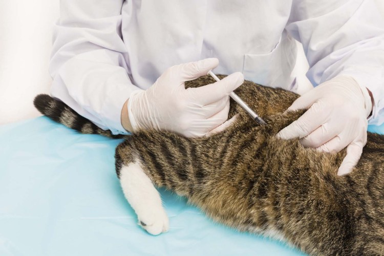 Подкожная инъекция кошке