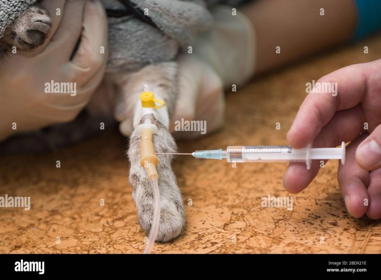 Как поставить укол собаке внутримышечно
