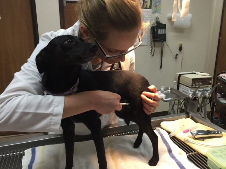 Вакцинация кошек