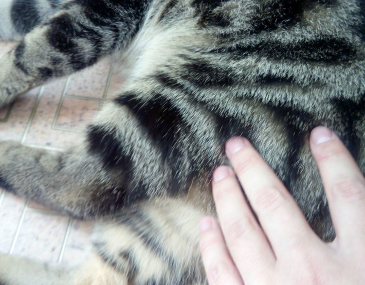 Подкожная инъекция собаке в холку