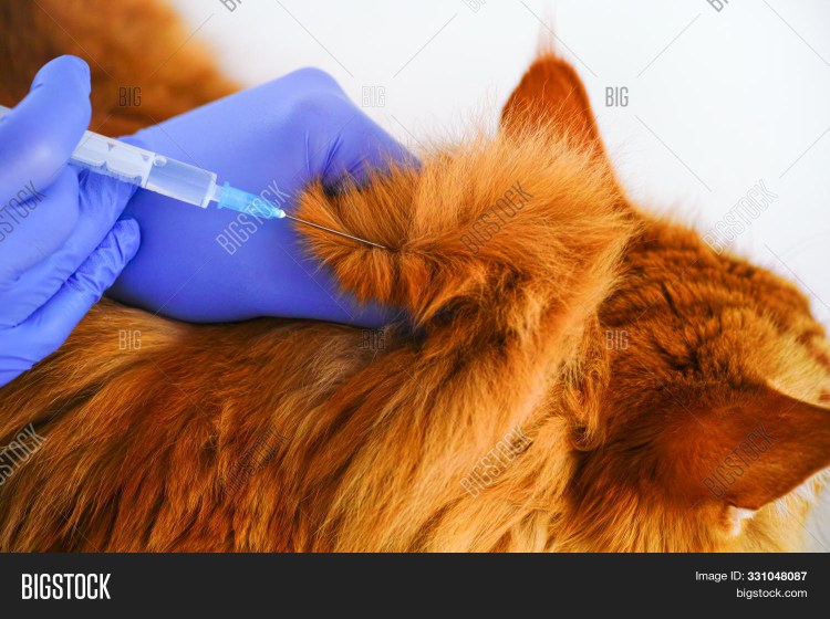 Постинъекционные саркомы у кошек