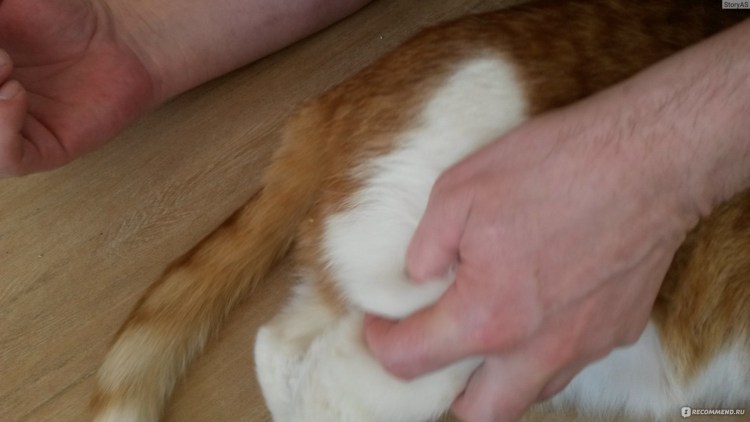 Укол от бешенства кошке