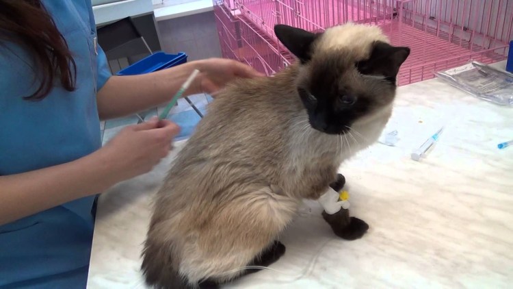 Внутривенный укол кошке