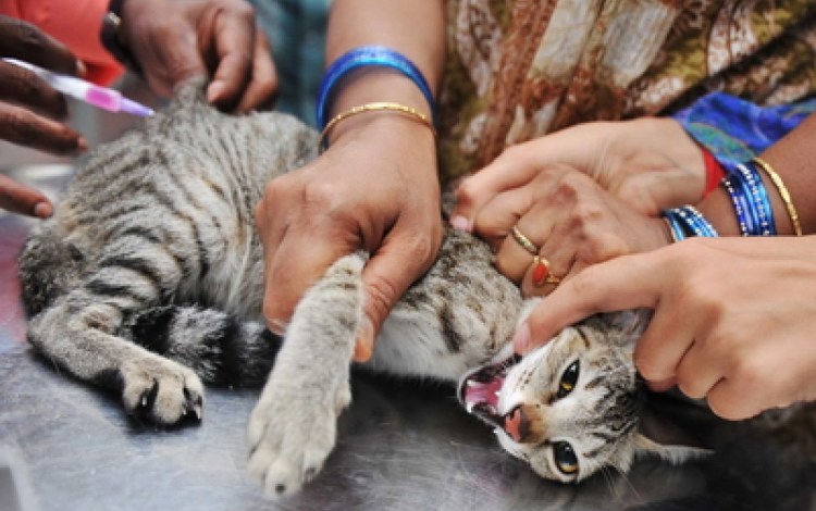 Подкожный укол кошке в холку