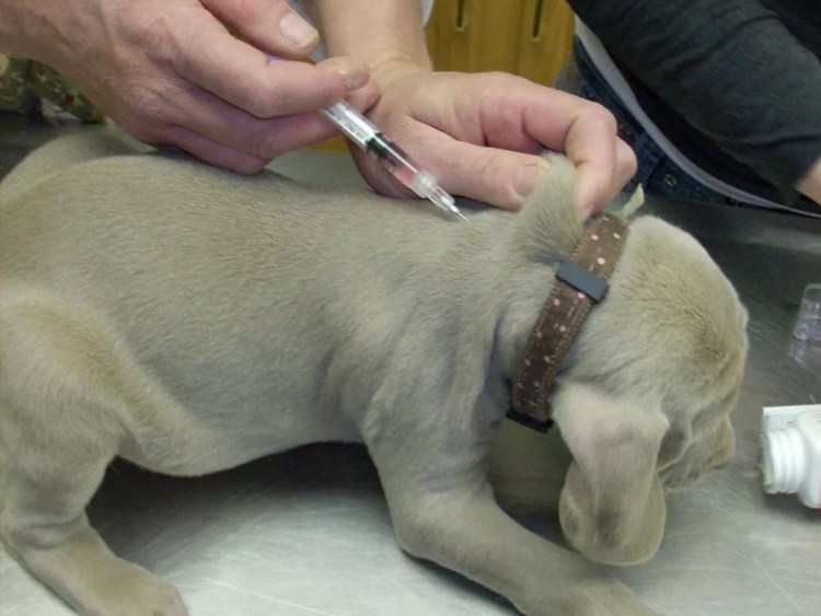 Локальные инъекции поясничного отдела