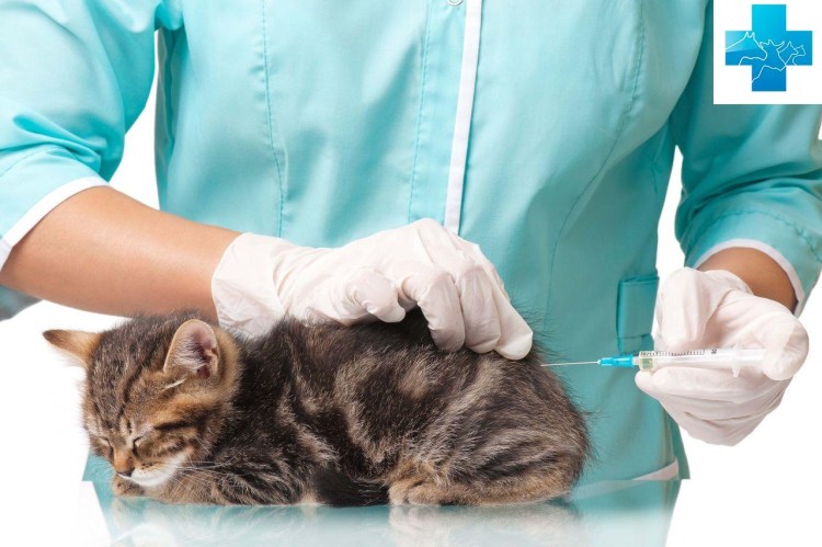 Вакцинация котят