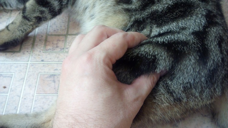 Вакдерм подкожно