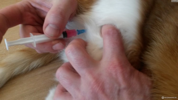 Подкожная инъекция кошке