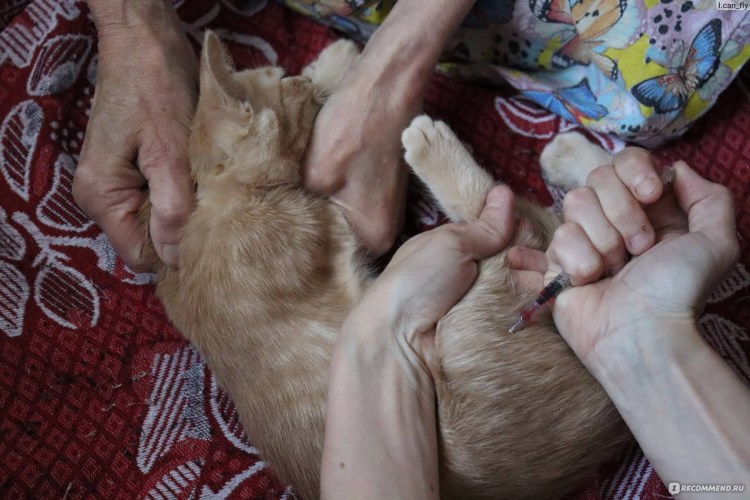Укол внутримышечно кошке кошке