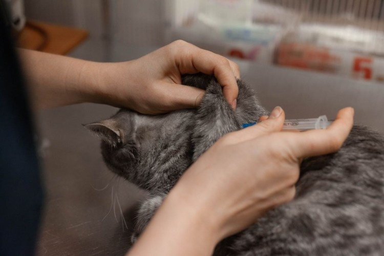 Укол для стерилизации кошки